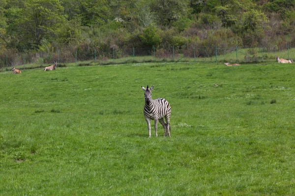 Ein Erwachsenes Zebra Steht Einem Frühlingsfeld Mit Einer Spiralantilope Hintergrund — Stockfoto