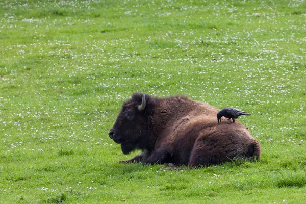 Amerikansk Bison Sover Våren Gräset Full Blommor Med Svart Fågel — Stockfoto