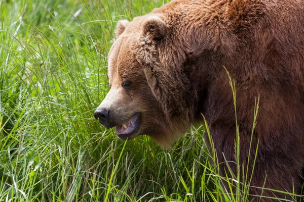 Starý Medvěd Hnědý Stojí Vysoké Trávě Slunci — Stock fotografie