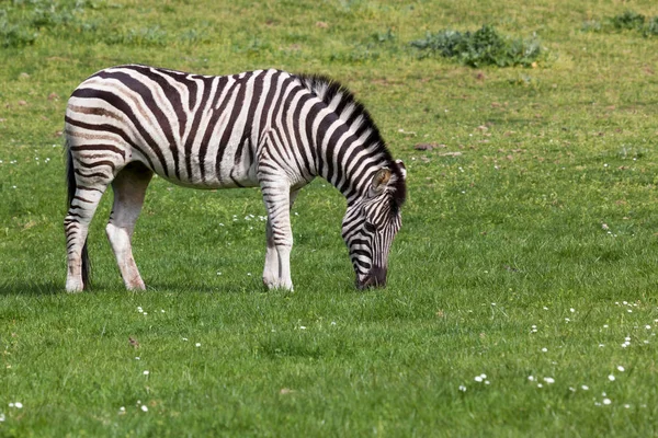 Uma Zebra Preta Branca Pastoreia Grama Primavera Sol — Fotografia de Stock