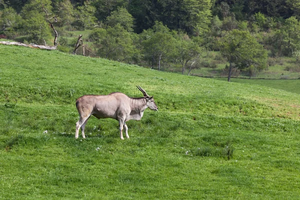 Spiral Horned Antelope Standing Green Field Sunshine — Stock Photo, Image