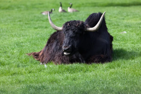 Tibetansk Jak Lägger Vårsolen Gräset Med Tre Gäss Bakgrunden — Stockfoto