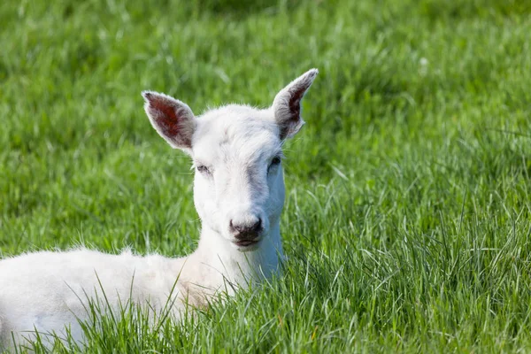 Een Kleine Witte Seneca Herten Het Voorjaar Van Groen Gras — Stockfoto
