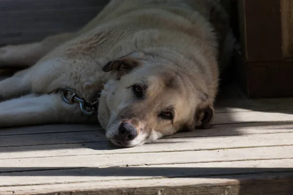 Eski Bir Köpek Zincirlenmiş Süre Ahşap Bir Verandada Döşeme Üzülmüş — Stok fotoğraf
