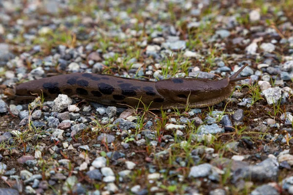 Spotted Leopard Slug Slithering Ground Wet Spring Day — Stock Photo, Image