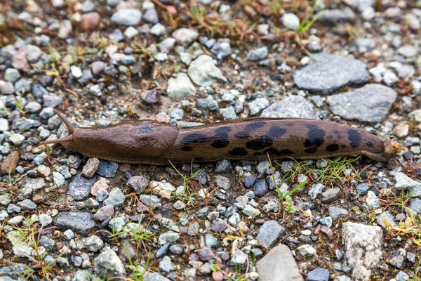 Una Lumaca Leopardo Maculato Strisciare Lungo Terreno Una Giornata Primavera — Foto Stock