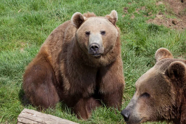 Ours Bruns Côtiers Alaska Profitant Soleil Chaud Printemps Assis Dans — Photo