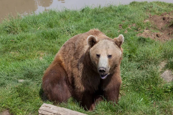 Urso Marrom Americano Senta Grama Verde Lado Tronco Luz Sol — Fotografia de Stock