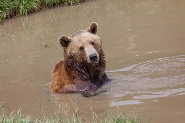 木片で遊んで浅い泥の池にぽってり唇かわいい茶色のクマが座っています — ストック写真