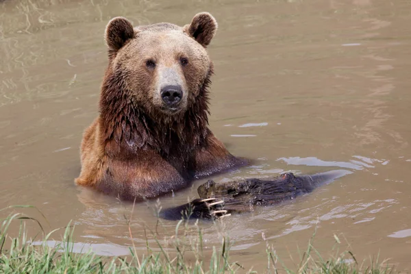 Бурый Медведь Сидящий Неглубоком Грязном Пруду Солнечный День Весной Играет — стоковое фото