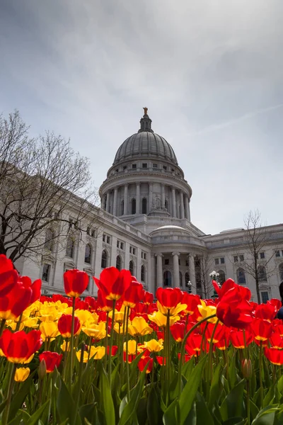 Madison Wisconsin Mayo 2014 Los Tulipanes Rojos Amarillos Florecen Frente —  Fotos de Stock