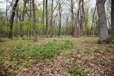 Sadece aç Rock State Park Illinois, erken ilkbaharda yaprak başlayarak bitkiler meşe ağaçları ve zemin.