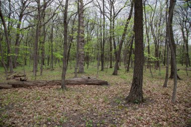 Sadece aç Rock State Park Illinois, erken ilkbaharda yaprak başlayarak meşe ağaçları.