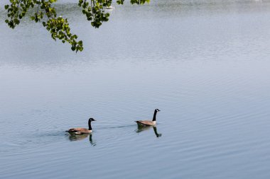 Hızlı bir şekilde bahar güneş sakin bir su birikintisi genelinde Yüzme iki Kanada kazlar.