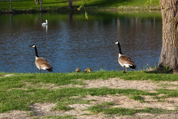 ガチョウの新しい親は見守る赤ちゃん雛春の穏やかな池の土手で食べるときに — ストック写真