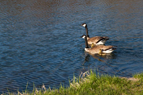Canadian Geese Parents Take Newborn Geese Babies Swim Clam Pond — Stock Photo, Image