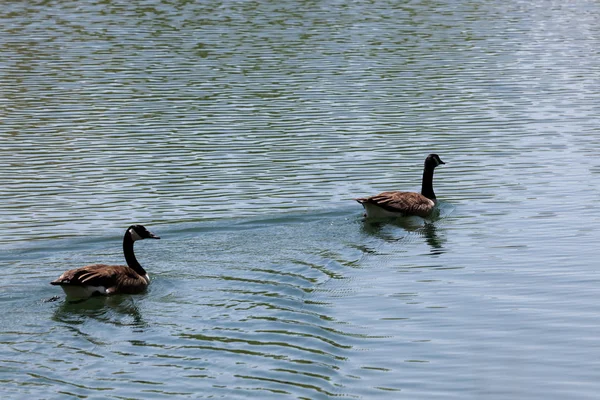 Two Canadian Geese Quickly Swimming Calm Pond Spring Sunshine — Stock Photo, Image