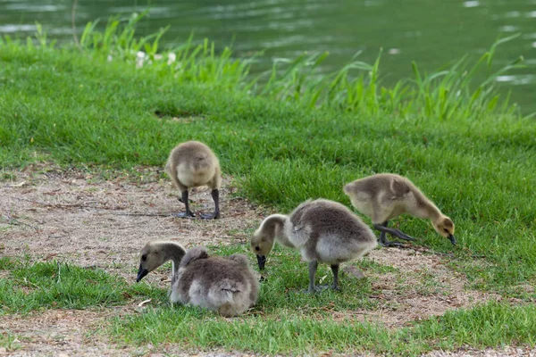 Fyra Fluffiga Kanadensiska Gäss Kycklingar Hänga Grönt Gräs Vallen Bredvid — Stockfoto