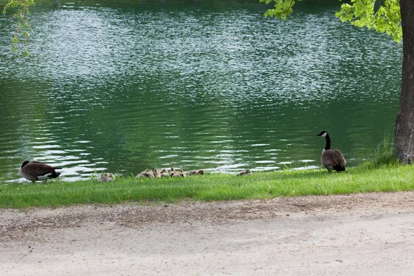 Una Familia Ganso Canadiense Con Varios Polluelos Peludos Descansando Hierba — Foto de Stock