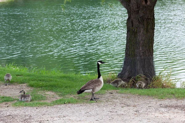 Quatro Gansos Canadenses Fofos Seus Pais Ficam Aterro Grama Verde — Fotografia de Stock