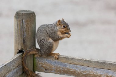 Sevimli küçük sincap kuyruğunu bir blueberry ile arka plan bulanık yeme bir çit oturan eksik kürklü.