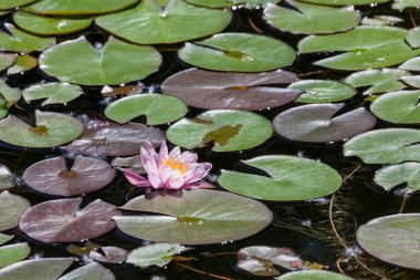 Sığ bir gölette kayan yuvarlak lily pad arasında büyüyen bir pembe nilüfer çiçek yaprakları.