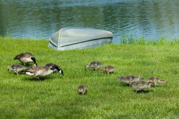 Two Canadian Geese Parents Ten Babies Forage Green Spring Grass — Stock Photo, Image