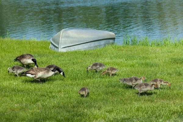 Twee Canadese Ganzen Ouders Tien Baby Jagen Het Gras Van — Stockfoto