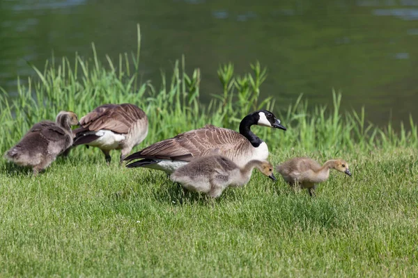 两只加拿大鹅的父母和他们的婴儿在小船旁的池塘岸边的绿色春草中觅食 — 图库照片