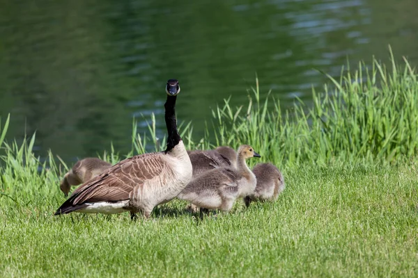 Mama Goose Stands Guard Her Young Fluffy Chicks Green Grass — Stock Photo, Image