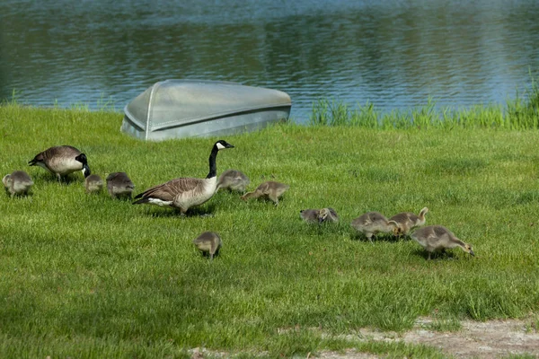 两名加拿大鹅的父母和十个婴儿在小船旁的池塘岸边的绿色春草中觅食 — 图库照片