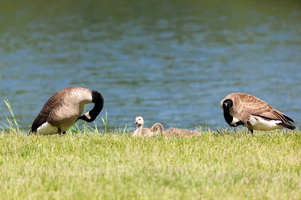 爸爸妈妈和鹅在池塘边的草地上站在小鸡的两边 自己也在训练 — 图库照片