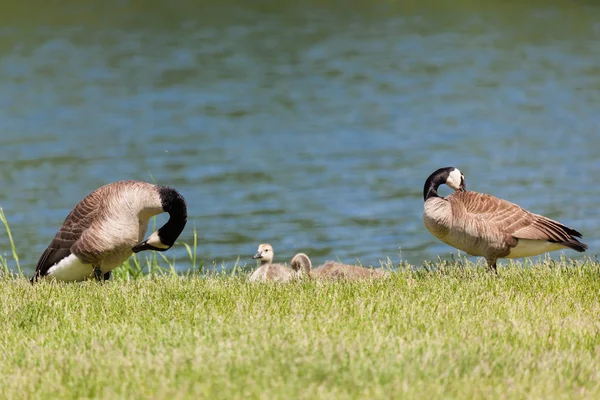 Mom Dad Geese Groom Themselves Stand Either Side Chicks Grass — Stock Photo, Image