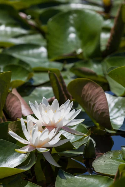 Two White Lotus Flowers Seem Float Crowded Surface Lily Pad — Stock Photo, Image