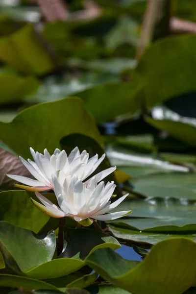 Two White Lotus Flowers Seem Float Crowded Surface Lily Pad — Stock Photo, Image