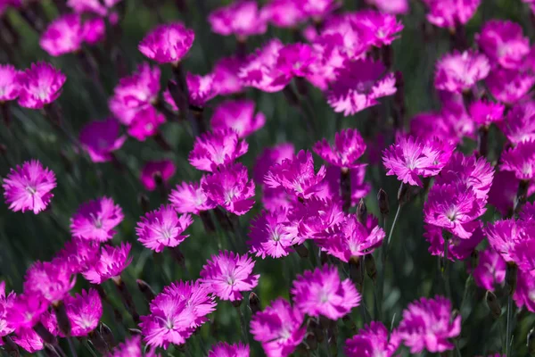 一组边缘和背景模糊的亮粉色的 Dianthus — 图库照片