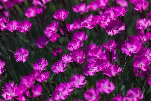 Grupp Ljusa Rosa Dianthus Blommor Med Suddiga Kanter Och Bakgrund — Stockfoto