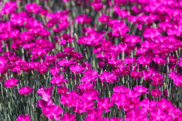 Groupe Fleurs Dianthus Rose Vif Avec Des Bords Arrière Plan — Photo
