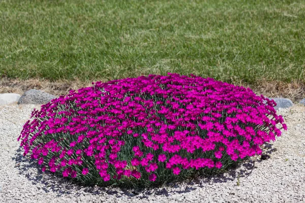 Group Bright Pink Dianthus Flowers Used Landscaping Gravel Walkway Edge — Stock Photo, Image