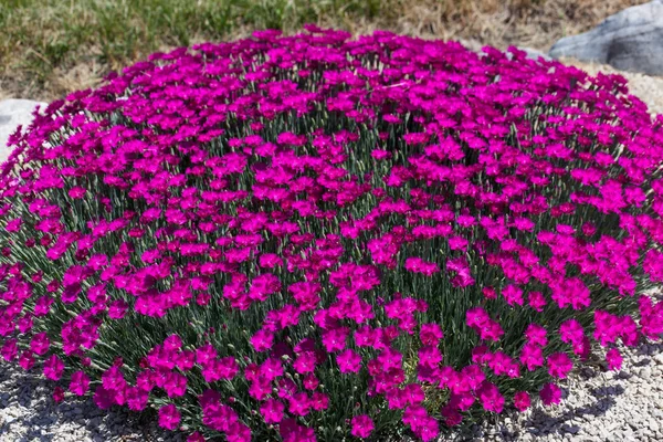 Group Bright Pink Dianthus Flowers Used Landscaping Gravel Walkway Edge — Stock Photo, Image