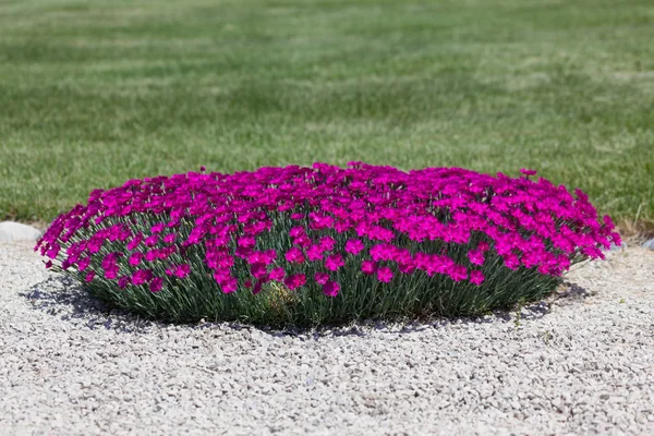 Круглая Группа Ярко Розовых Цветов Дианы Используемых Ландшафтный Дизайн Гравийной — стоковое фото