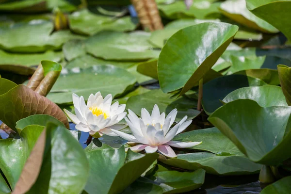 Bright White Water Lilies Growing Green Lily Pad Leaves Shallow — Stock Photo, Image