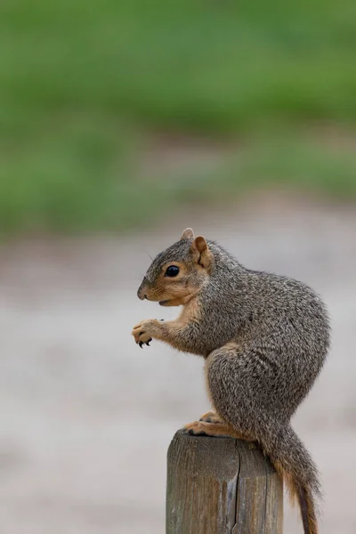 Ein Niedliches Kleines Eichhörnchen Mit Fehlendem Fell Schwanz Sitzt Auf — Stockfoto