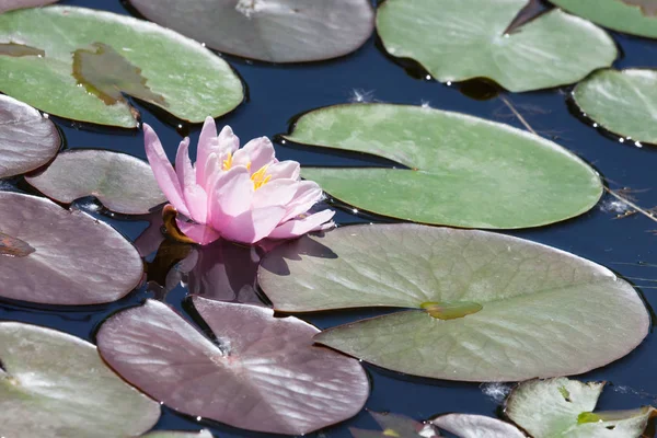 Pink Water Lily Bloom Growing Floating Lily Pad Leaves Shallow — Stock Photo, Image