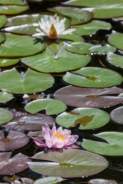 Pink White Water Lily Floating Shallow Pond Lily Pads — Stock Photo, Image