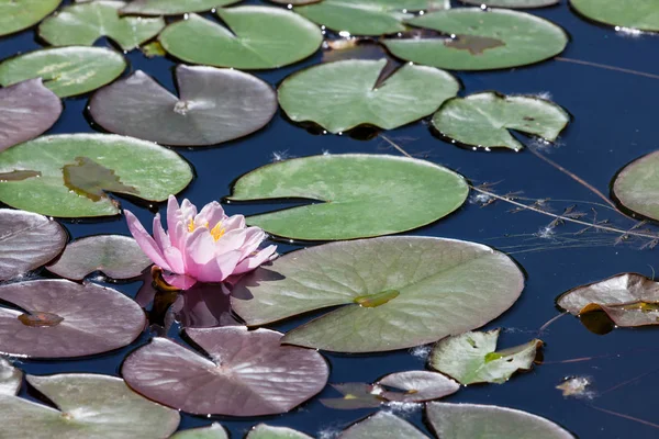 Pink Water Lily Bloom Growing Floating Lily Pad Leaves Shallow — Stock Photo, Image