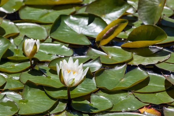 Two Buds Emerging White Water Lilies Opening Spring Sunshine Crowded — Stock Photo, Image