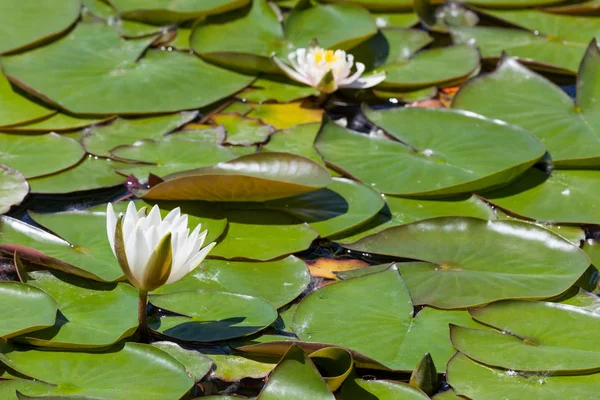 White Water Lily Opening Spring Sunshine Pond Covered Circular Green — Stock Photo, Image