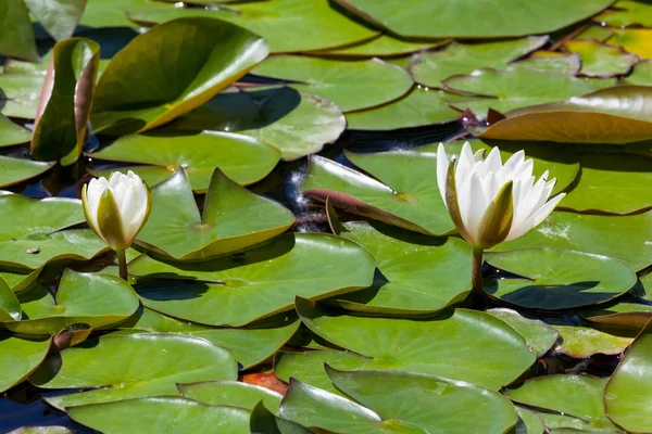 Two Buds Emerging White Water Lilies Opening Spring Sunshine Crowded — Stock Photo, Image