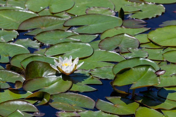 White Water Lily Opening Spring Sunshine Pond Covered Circular Green — Stock Photo, Image